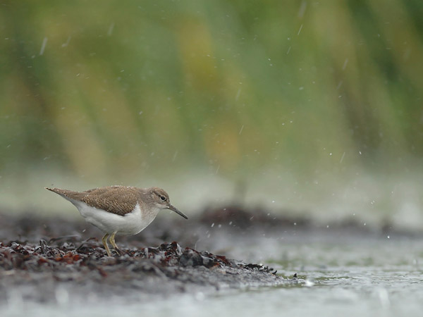 Rantasipi, Common Sandpiper, Actitis hypoleucos